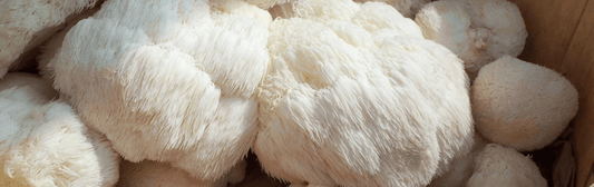 Lion's Mane Mushroom: A Complete Overview
