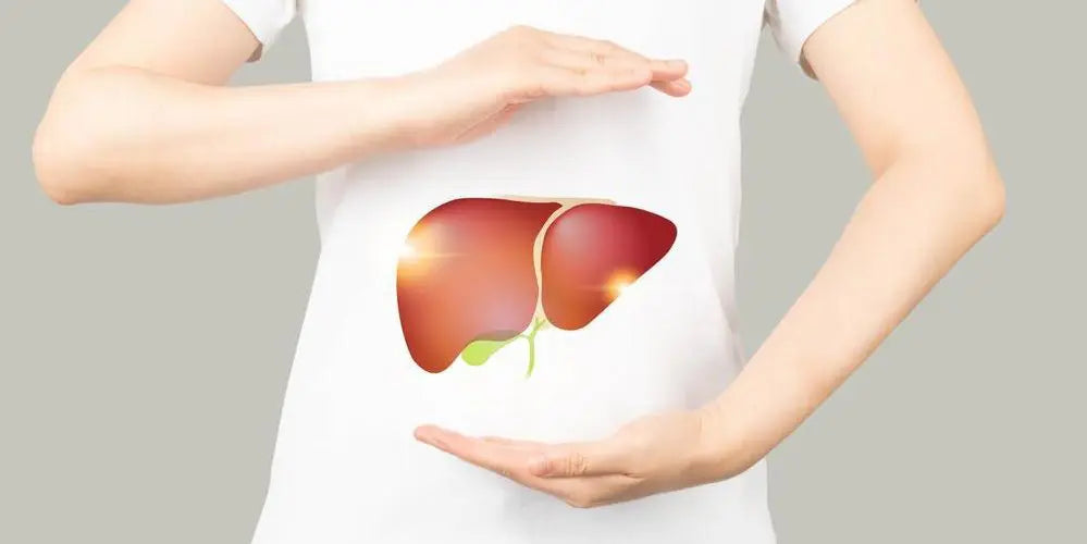 Does Lion's Mane Affect Liver Health? The Science Explained Simply