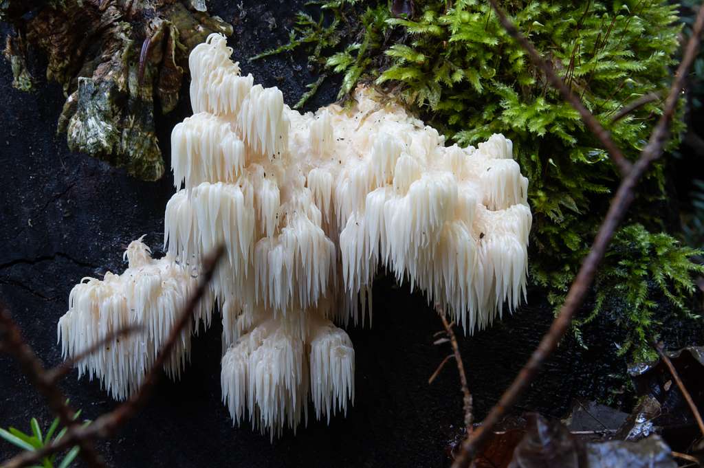 Lion's Mane Mushroom: Safety Guide and Medication Interactions