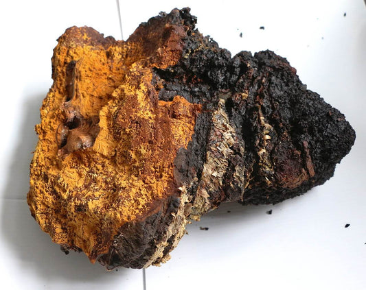 Chaga Mushroom: A Complete Guide