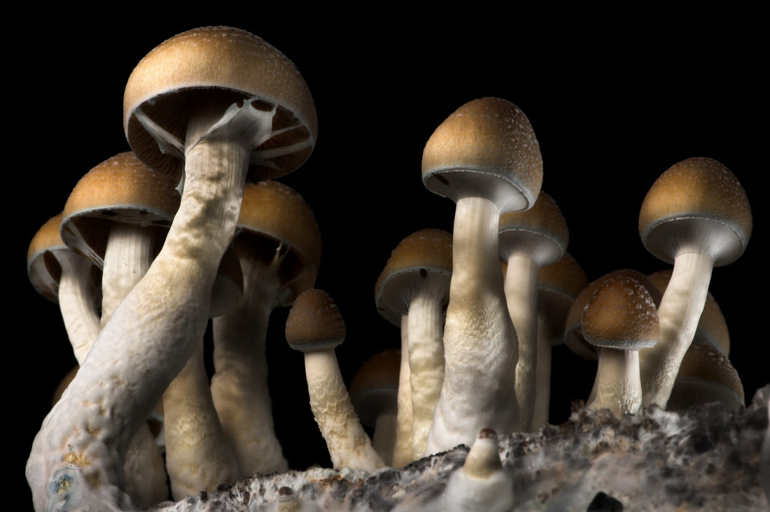 9 Nootropic Mushrooms and How They Affect Your Body and Mind