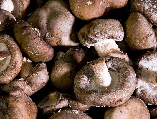 Shiitake Mushroom: A Complete Overview