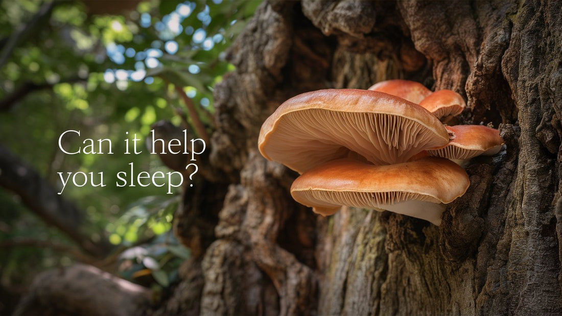 Does Reishi Mushroom Help You Sleep?