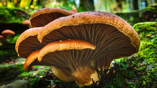 Reishi Mushroom: A Complete Overview