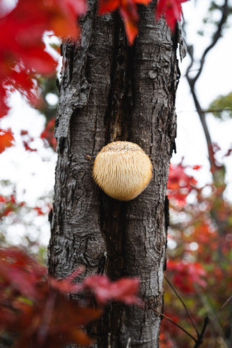 Lion's Mane for Men & Women: Specific Benefits, How to Use & More