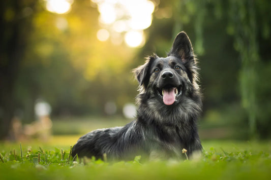 Lion's Mane for Dogs: A Guide to it Benefits and Usage