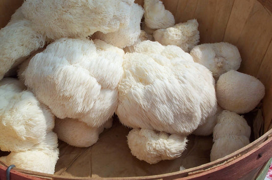 Lion's Mane Mushroom: A Guide to Dosage and Benefits