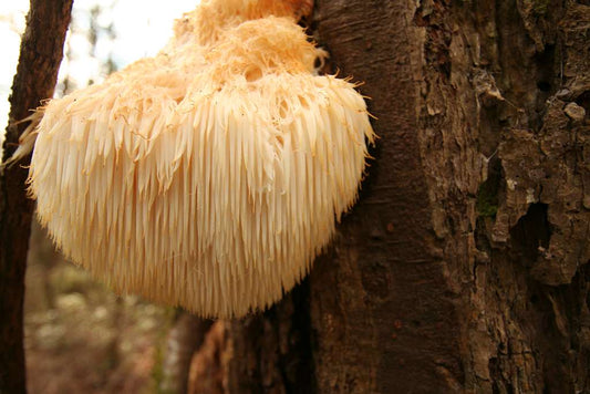 The Benefits of Lion's Mane Mushroom for Men and Women