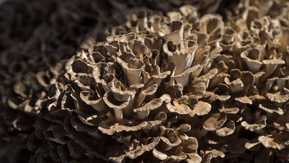 The Many Health Benefits of Maitake Mushroom (Hen-of-the-Woods)