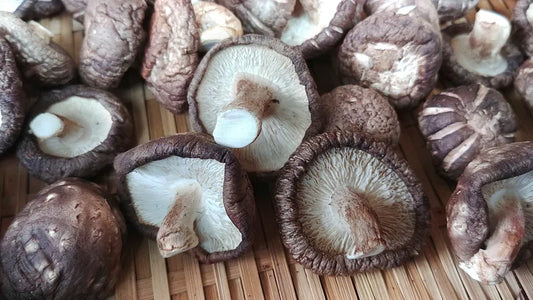 The Many Benefits of Shiitake Mushroom