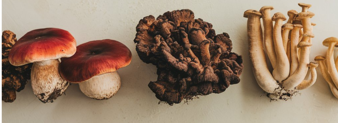 Mushroom Supplements